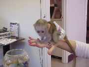 Macacos capuchinhos e saguis disponíveis
