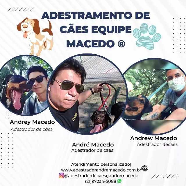 Adestramento de cães belford roxo